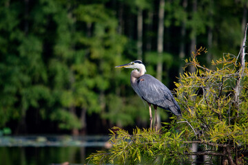 great blue heron ardea cinerea