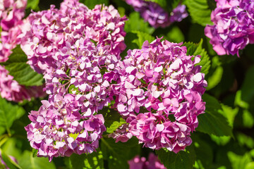 Blossoming lilaceous flower blossom clusters in spring