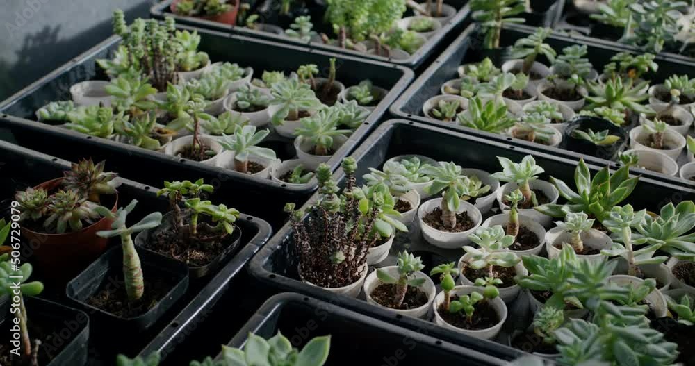 Wall mural Potted succulent plant growth in the indoor farm