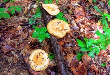 orange cap boletus
