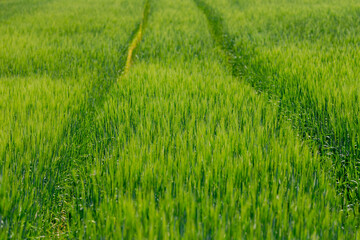 Selective focus of young green barley (gerst) on the field with row tractor tracks, Hordeum vulgare, Texture of soft ears of wheat or rye in the farm, Agriculture industry, Nature pattern background.