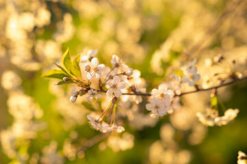 cherry blossoms on the background of the river in the rays of the setting sun, abstract blurred background with bokeh