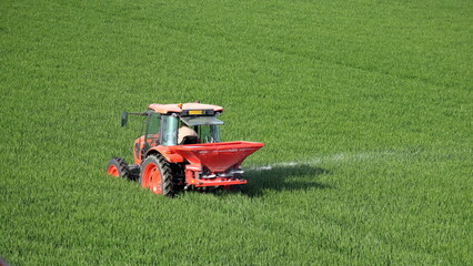 Trattore rosso sparge il concime sul campo verde, spargiconcime rosso