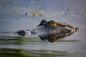 Fototapeten alligator in the water © April