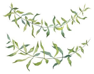 Set of realistic botany twigs with tiny green leaves. Watercolor hand painted plants illustrations on white background