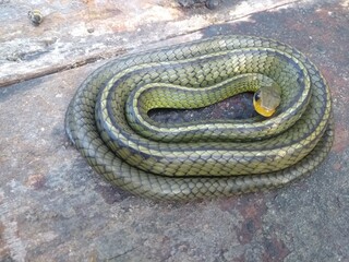 snake in the sand