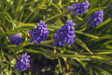 first flowers blue bells in the sun, background, screensaver, space for text