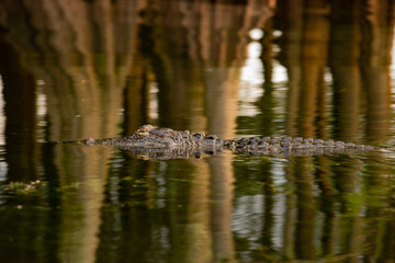 alligator in the swamp