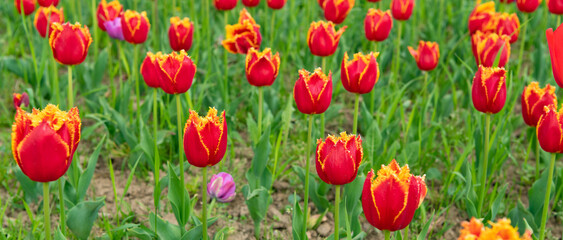 red flowers of fresh holland tulips in field