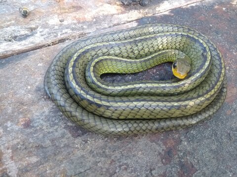 snake in the sand