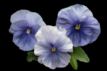 White and blue pansy flowers, vivid spring color isolated on black background. Macro images of flower faces.