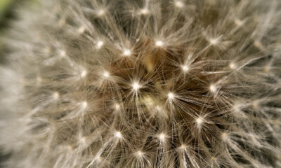 Dandelion on a macro scale. Dandelion seeds close-up. Spreading common plants.