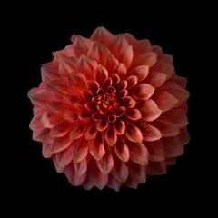 A Beautiful Pink Dahlia Flower Against a Black Background