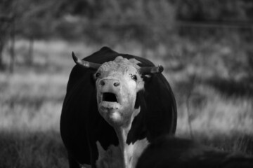 Mad Hereford cow face with angry moo from ranch field in black and white.