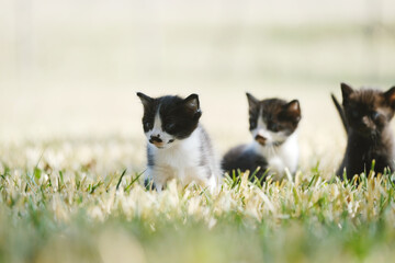 Litter of kittens exploring outdoors from yard grass with blurred background.