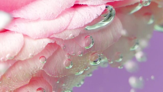 Beautiful rose petals in the water.Stock footage. A bright flower that has a lot of bubbles in the water.