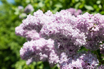 Lilac branches against in foliage close up