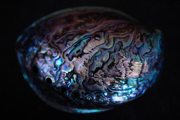 Paua shell on dark background. Close up. Paua is Maori for abalone. 