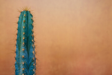 Cactus on terra-cotta background. Spiky cactus.