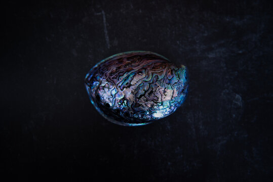 Paua shell on dark background. Close up. Paua is Maori for abalone. 