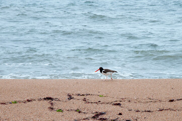 piru piru on the beach in uruguay
