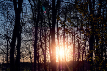 Silhouette of trees in a forest and low sun shines. Sun flare. Nature scene. Warm and cool color.