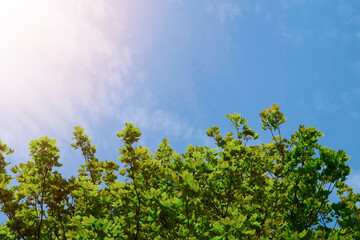Green tree foliage of a tree against blue sky in the background. Sun flare and mood