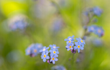 Closeup of soft forget-me-not flowers on blurred background 