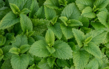 Lemon Balm or Melissa Officinalis fresh plant in the garden