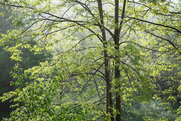 Robinia pseudoacacia or black locust tree in early spring morning