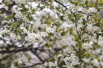Banner. Macro photography. Spring, nature wallpaper. Plum blossoms in the garden. Blooming white flowers on the branches of a tree. Blurred background. Bokeh.