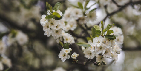 Fototapeta premium Banner. Macro photography. Spring, nature wallpaper. Plum blossoms in the garden. Blooming white flowers on the branches of a tree. Blurred background. Bokeh.