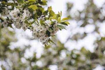 Banner. Macro photography. Spring, nature wallpaper. Plum blossoms in the garden. Blooming white flowers on the branches of a tree. Blurred background. Bokeh.