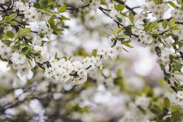 Banner. Macro photography. Spring, nature wallpaper. Plum blossoms in the garden. Blooming white flowers on the branches of a tree. Blurred background. Bokeh.