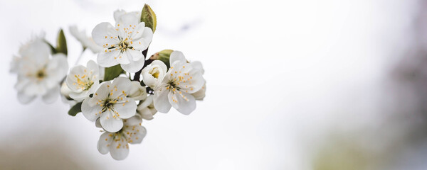 Banner. Macro photography. Spring, nature wallpaper. Plum blossoms in the garden. Blooming white...