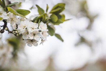 Banner. Macro photography. Spring, nature wallpaper. Plum blossoms in the garden. Blooming white flowers on the branches of a tree. Blurred background. Bokeh.