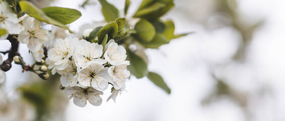 Banner. Macro photography. Spring, nature wallpaper. Plum blossoms in the garden. Blooming white flowers on the branches of a tree. Blurred background. Bokeh.