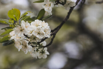 Banner. Macro photography. Spring, nature wallpaper. Plum blossoms in the garden. Blooming white flowers on the branches of a tree. Blurred background. Bokeh.