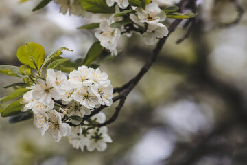 Fototapeta premium Banner. Macro photography. Spring, nature wallpaper. Plum blossoms in the garden. Blooming white flowers on the branches of a tree. Blurred background. Bokeh.
