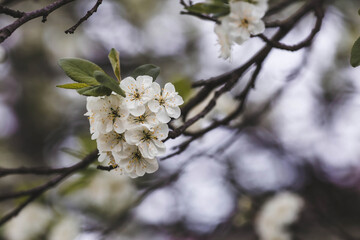 Banner. Macro photography. Spring, nature wallpaper. Plum blossoms in the garden. Blooming white flowers on the branches of a tree. Blurred background. Bokeh.