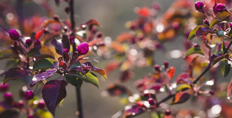 A pink decorative apple tree blooms in the beautiful light of sunset. Spring, nature wallpaper. A blooming apple tree in the garden. Blooming pink flowers on the branches of a tree. Macro photography.