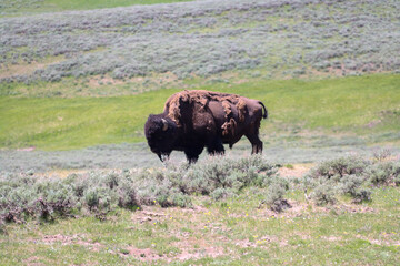 Fototapeta na wymiar buffalo grazing in the field