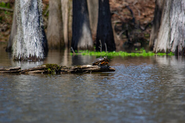 Turtle on a log sunbathing on the bayou