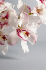 Fototapeta na wymiar White and pink orchid flowers on grey background.