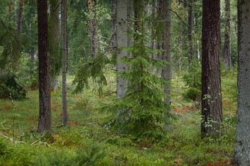 Fototapete bei efototapeten.de bestellen   