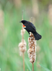 red wing blackbird on the reed
