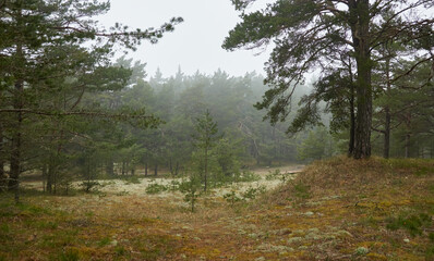 Majestic evergreen forest hills in a thick fog. Mighty pine and spruce trees, plants, moss, fern....