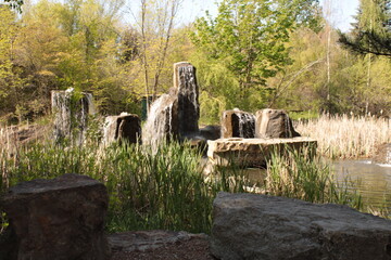sheep in the farm