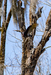 Buzzard taking flight in the moss trees