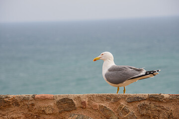 Gull perched on an old medieval stone wall in Malaga, Andalucia, Spain